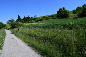 Passeggiando nella natura