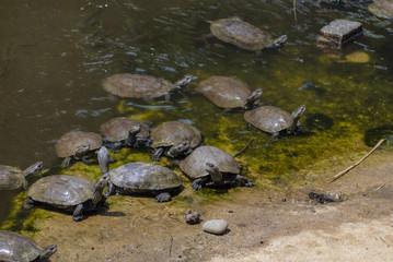 Obraz premium Turtles sunning on a log in the water