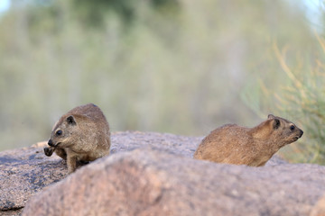 Procavia capensis góralka przylądkowa © andrzej_67