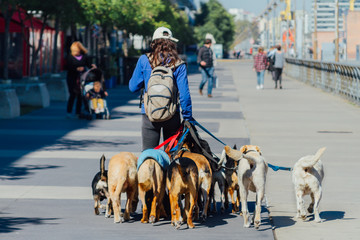 Young woman seen from behind walking dogs