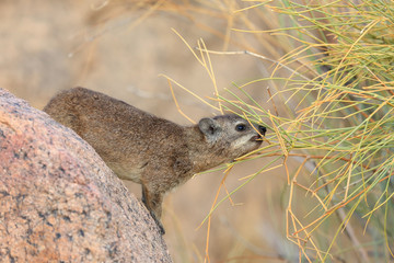 góralek przylądkowy Procavia capensis © andrzej_67