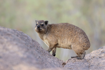 góralek przylądkowy Procavia capensis © andrzej_67
