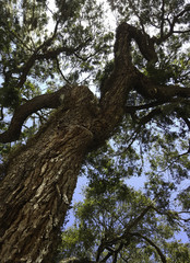 Old Tree  and Sky- Looking Up