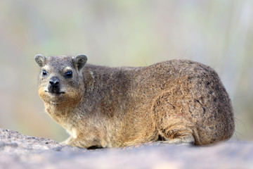 Góralek przylądkowy ( Procavia capensis )