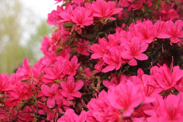 Fleurs roses printanières 2