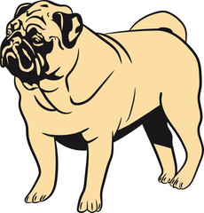 Hund mops