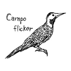 Campo flicker - vector illustration sketch hand drawn with black lines, isolated on white background