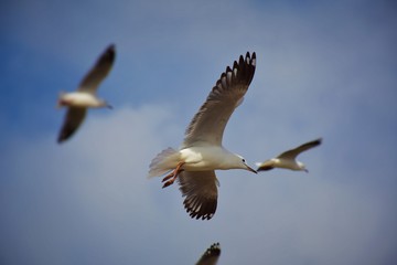 Flying seagulls