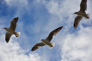 Flying seagulls