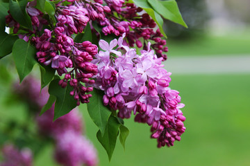 Pink fragrant Lilacs