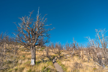 Dead forest at Torres del Paine National Park, Chile, Patagonia