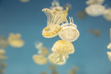 acuarium