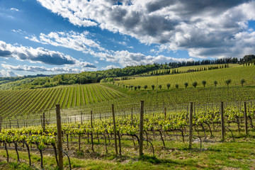 Fototapeta na wymiar View of a vineyard in Chianti area near the town of Radda in Chianti, Tuscany, Italy