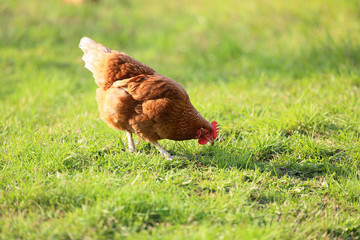 Hens from free range.