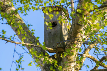 birdhouse in the spring forest natural background