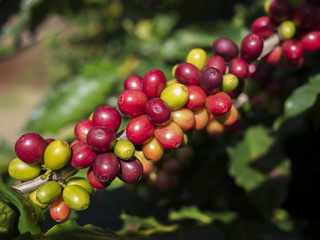 Coffee cherries