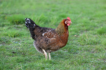 Hens from free range.