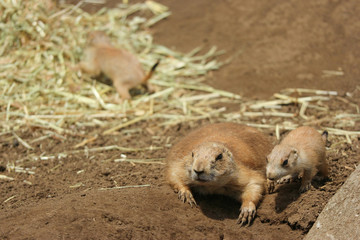Two Black-tailed prairie dog, Mom and baby are looking for meal