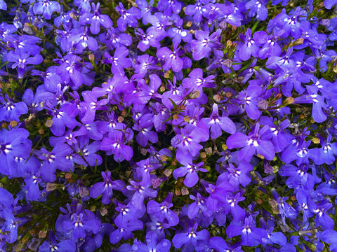 purple and blue lobelia flowers in the garden