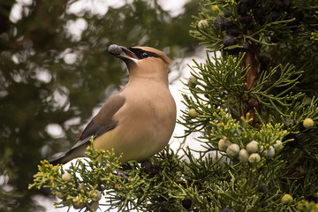 Cedar Waxwing