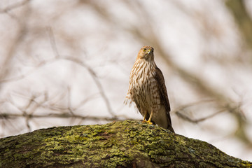 Cooper's Hawk