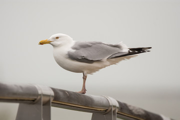 Herring Gull