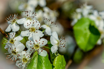april flowers