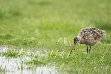 Marbled Godwit