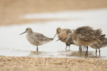 Marbled Godwits and Willets
