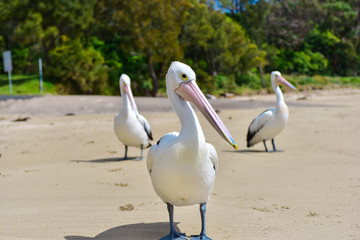 Pelican on the beach