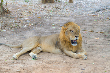 Male lion on the ground in the park.