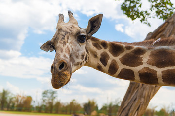 Giraffe walking in park, head and neck.
