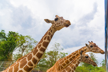 Giraffe walking in park, head and neck.