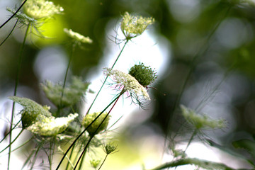 Queen Anne's Lace
