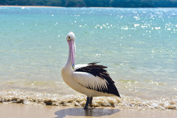 Pelican on the beach