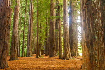 redwood forest, sequioa trees - obrazy, fototapety, plakaty
