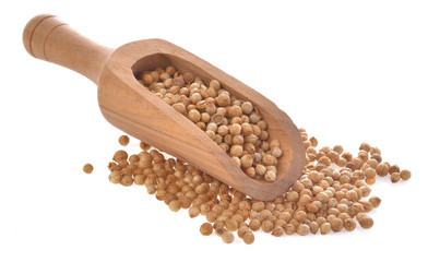 Coriander seeds in wood scoop on white background