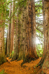 Obraz premium redwood forest, sequioa trees