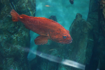 Yelloweye rockfish swimming