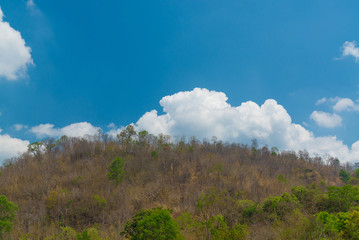 Sky above the trees in the forest