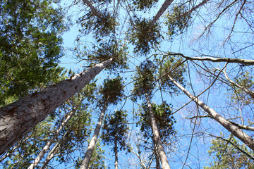 Umbrella of trees