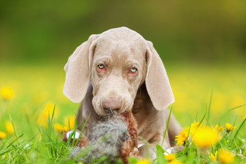 cute Weimaraner puppy playing with a plush pheasant