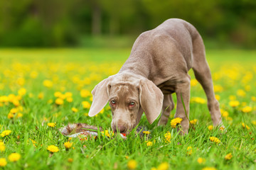 cute Weimaraner puppy playing on the meadow