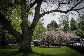 Obraz premium Botanical Garden