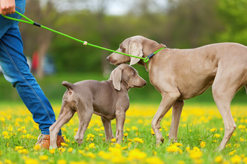 woman with Weimaraner adult and puppy outdoors