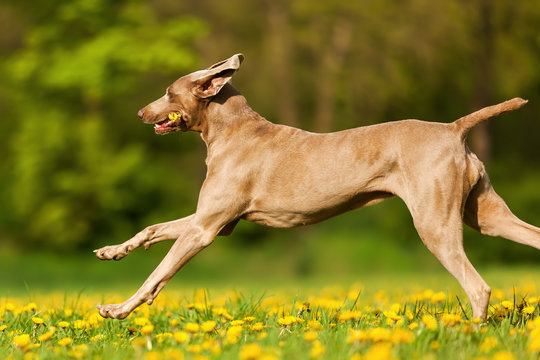 Weimaraner dog running on the meadow