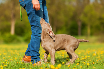 woman plays with a Weimaraner puppy