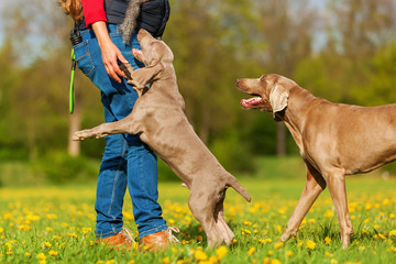 woman plays with a Weimaraner adult and puppy