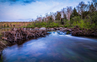 Water flows gently through a broken beaver dam at dusk