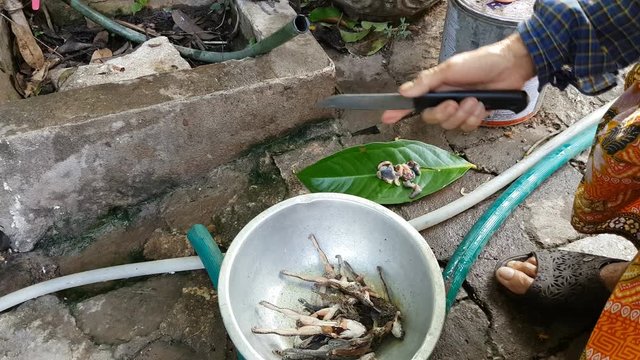 Close-up of woman preparing raw frog ot cook with washing and removing intestines and organs 